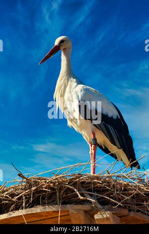 Weißstorch vor blauem Himmel auf Nest Stockfoto