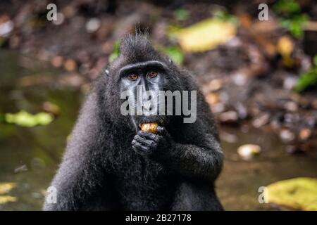 Celebes cremefarben Makaque, die Früchte essen. Vorderansicht, Nahaufnahme Hochformat . Cremefarbter schwarzer Makaque, Sulawesi cremierter Makaque oder schwarzer Affe. Natürlicher Lebensraum. Stockfoto