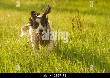 Englischer springer-spechel, der durch nasses, üppiges Gras läuft, das durch Abendlicht beleuchtet wird. Stockfoto