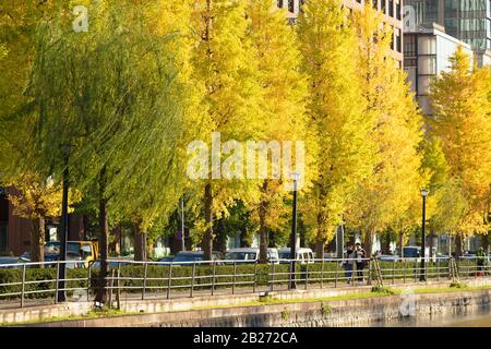 Menschen, die an Herbstbäumen um den Wassergraben des Kaiserpalasts, Tokio, Japan, vorbeilaufen Stockfoto