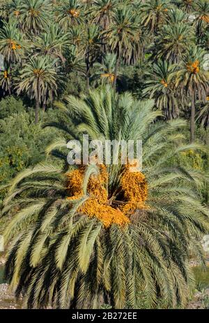 Oase mit einer Plantage reifender Dattelpalmen. Ansicht von oben. Stockfoto