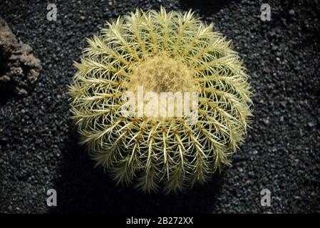 Keulenförmige Kaktus mit gelben Dornen vor schwarzem Naturhintergrund. Stockfoto