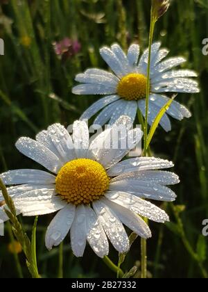 Zwei Gänseblümchen mit auf einer Wiese wachsenden Tauplüssen werden in Nahaufnahme fotografiert. Stockfoto