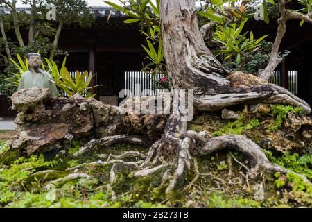 Hongkong - 18. Januar 2020: Nahaufnahme von Miniaturbaum, Bonsai mit chinesischer Keramikpuppe in Chi Lin Nunnery, Kowloon, Eye Level View Stockfoto