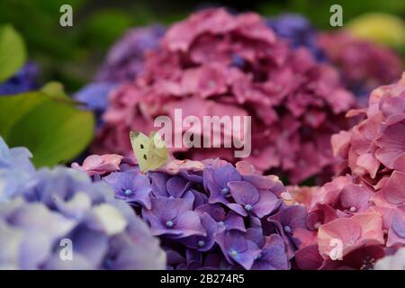 Kohl-Weiß-Schmetterling auf violetter Hydrangea blüht. Stockfoto