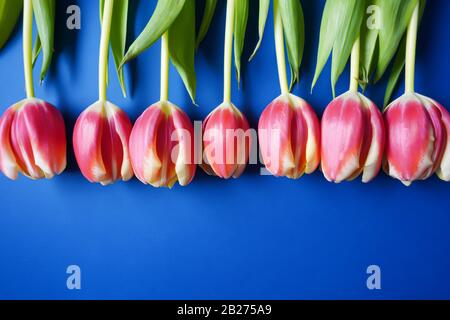 Eine umgedrehte Reihe von leuchtend rosafarbenen Tulpen auf einem klassischen Pantone blauen Hintergrund mit Kopierbereich; Landschaftsansicht Stockfoto