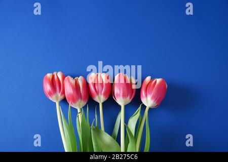 Fünf rosafarbene Tulpen mit grünen Stielen und Blättern auf einem Pantone klassischen blauen Hintergrund mit Kopierraum; Landschaftsansicht Stockfoto