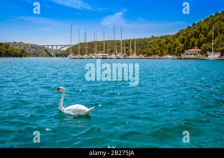 Swan am See im Krka National Park, Kroatien. Yachts und Boote am Pier in Skradin. Sibenik-Brücke über den Fluss Krka mit klarem türkisfarbenem Wasser und blauem s Stockfoto