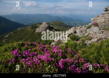 Berglandschaft mit rosafarbenen Rhodendronen im Vordergrund. Blumen - Rhodendron kotschyi. Stockfoto
