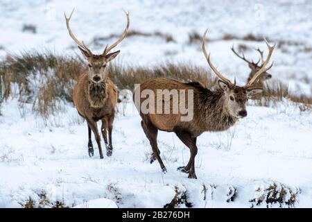 Running Deer in Schnee Stockfoto