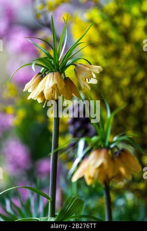 Crown Imperial Fritillary Fritillaria imperialis 'Early Fantasy' Gartenblumen Stockfoto