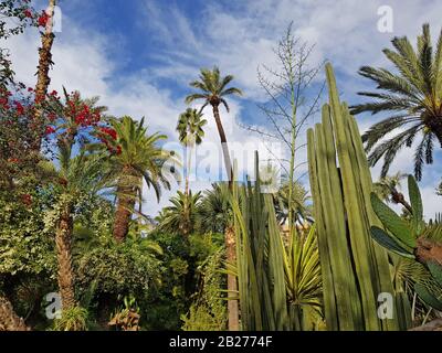 Kakteen und andere Pflanzen im Garten Majorelle (Marokko, Marrakesch). Rote Bougainvillea-Blumen schmücken die Zusammensetzung. Stockfoto