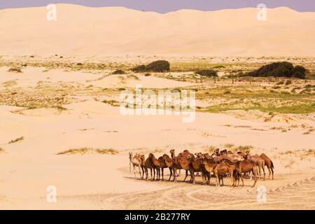 Kamelherde in Anna Bay, Port Stephens, New South Wales, Australien. Stockfoto