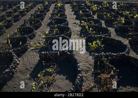 Trauben, die auf vulkanischem Boden auf der Insel Lanzarote angebaut werden. Um die Rebe herum ist eine Steinmauer angebracht, um sie vor dem Wind zu schützen. Stockfoto