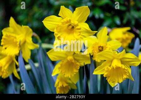Narzisse Narzissen Narzissen 'Golden Harvest' Narzissen gelbe Blüten Stockfoto
