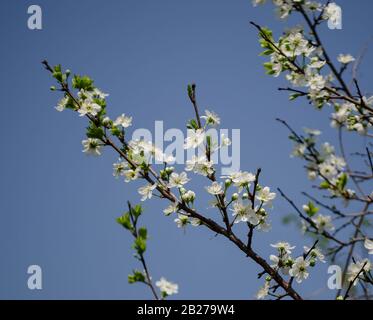 Kirschgarten in voller Blüte. Blühender Ast gegen den blauen Himmel mit selektivem Fokus. Frühling. Stockfoto