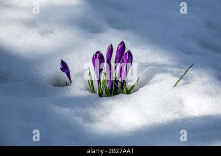 Krokusse: Eine Liebeserklärung an den Frühling! Stockfoto