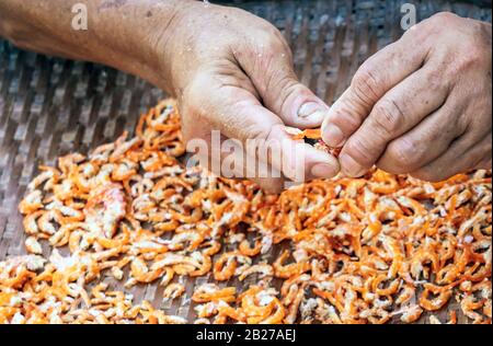 In der Nähe eines elderigen Fischers verwenden Sie ein kleines Messer, um unerwünschte Teile der Garnele auszuschneiden, was ein Schritt ist, um getrocknete Garnelen zum Verkauf zu bringen. Stockfoto