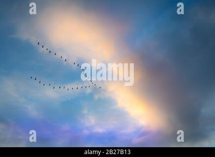 Gänseschar, die bei Sonnenuntergang in Formation fliegen Stockfoto