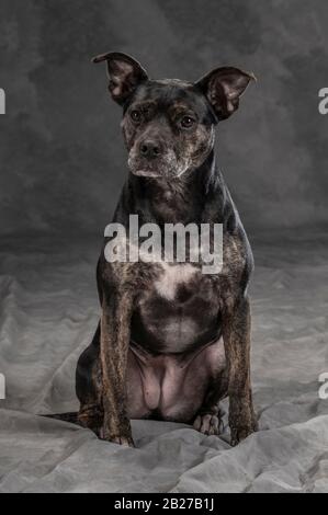 Studioporträt für schwarze Hunde Stockfoto