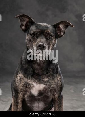 Studioporträt für schwarze Hunde Stockfoto