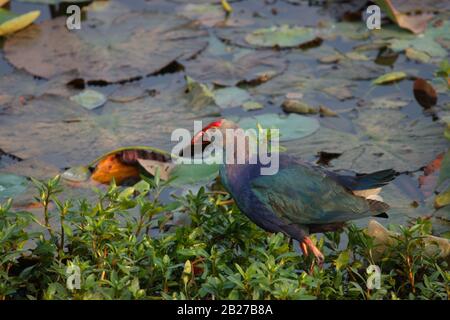 Ein violettes Swamphen, das im flachen Bereich eines Sees weht (Foto im Botanischen Garten Lalbagh, Bangalore City, Indien) Stockfoto