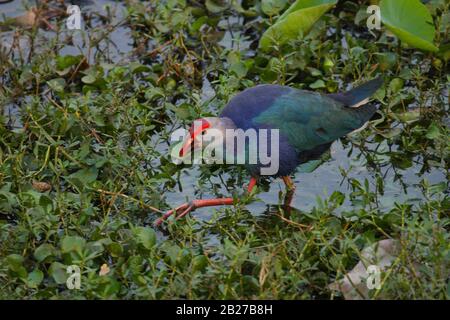 Ein violettes Swamphen, das im flachen Bereich eines Sees weht (Foto im Botanischen Garten Lalbagh, Bangalore City, Indien) Stockfoto