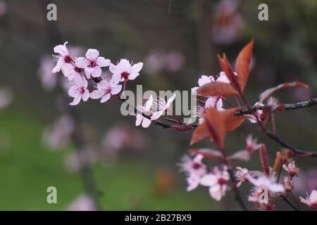 Nahaufnahme der weißen Blumen, die im Frühjahr an einem Baum blühen Stockfoto