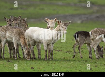Eine Herde Von Fahlenten, Dama Dama, Weibchen und Fawnen, die auf einem Feld weiden. Stockfoto