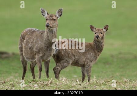 Ein hübsches Weibchen der Mandschurischen Sika Deer, Cervus nippon Mantchurikus und ein niedliches Fawn stehen auf einer Wiese, die aussieht. Stockfoto
