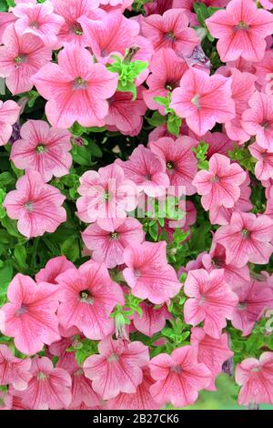 Petunie (Petunia SURFINIA Pink) Stockfoto