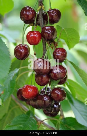 Suesskirsche (Prunus avium 'Braune Leberkirsche') Stockfoto