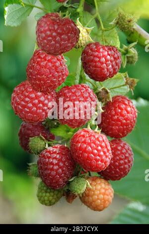 Himbeere (Malus Mill 'Pokusa') Stockfoto