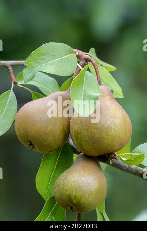 Birne (Pyrus Communis 'Uta') Stockfoto