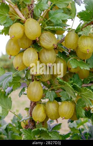 Stachelbeere (Ribes uva-Crispa 'Invicta') Stockfoto