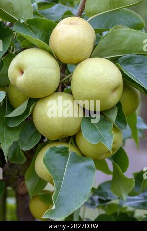 Nashi-Birne (Pyrus pyrifolia 'Ben Pear") Stockfoto