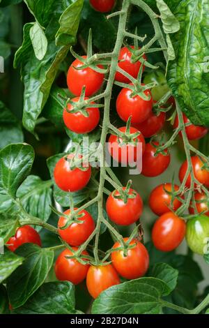 Cherry-Tomate (Solanum Lycopersicum 'Dasher') Stockfoto