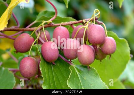 Mini-Kiwi (Actinidia arguta WEIKI®) Stockfoto