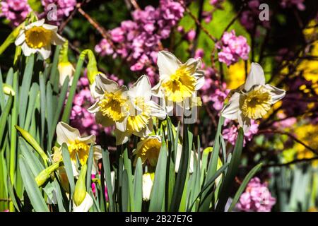 Narzissen Eisfolles Prunus Stockfoto