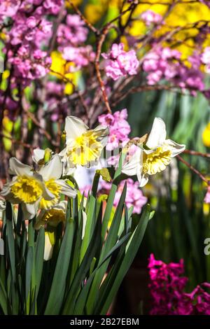 Frühlingsgartenblumen, blühende Pink Prunus Narzissen 'Ice Follies' im Garten Frühlingsblumen Stockfoto