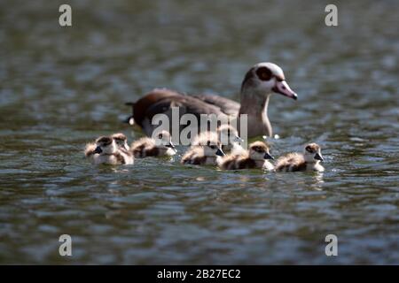 Eine Familie der ägyptischen Gans (Alopochen aegyptiaca), bestehend aus 7 Pulli Stockfoto