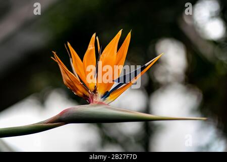 Detaillierte Nahaufnahme eines perfekten Paradiesvogels (strelitzia reginae) Stockfoto