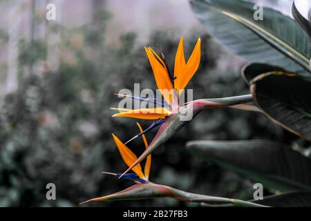 Detaillierte Nahaufnahme eines perfekten Paradiesvogels (strelitzia reginae) Stockfoto