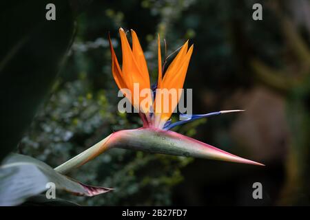 Detaillierte Nahaufnahme eines perfekten Paradiesvogels (strelitzia reginae) Stockfoto