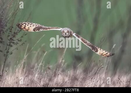 Sumpfohreule. Stockfoto