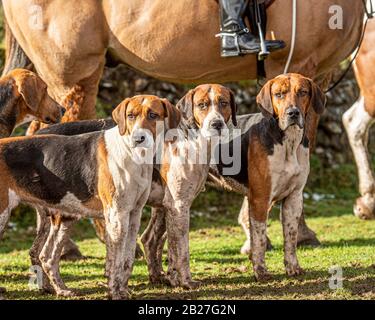 Jagdhunden mit Jäger Stockfoto