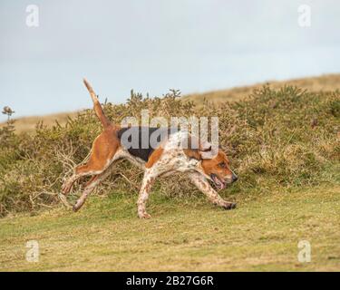 Foxhound Jagd Stockfoto