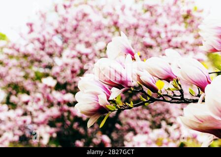 Magnolia blüht im Frühling im Garten Stockfoto