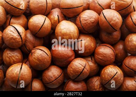 Textur aus biologischem Macadamia-Nussbaum frische natürliche Früchte im Nahbereich. Sägebataschen Stockfoto