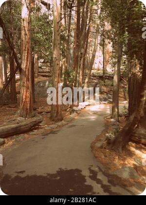 Gepflasterter Waldweg im Yosemite-Nationalpark, Sierra Nevada im Norden Kaliforniens, Vereinigte Staaten, Retro Picture Stockfoto